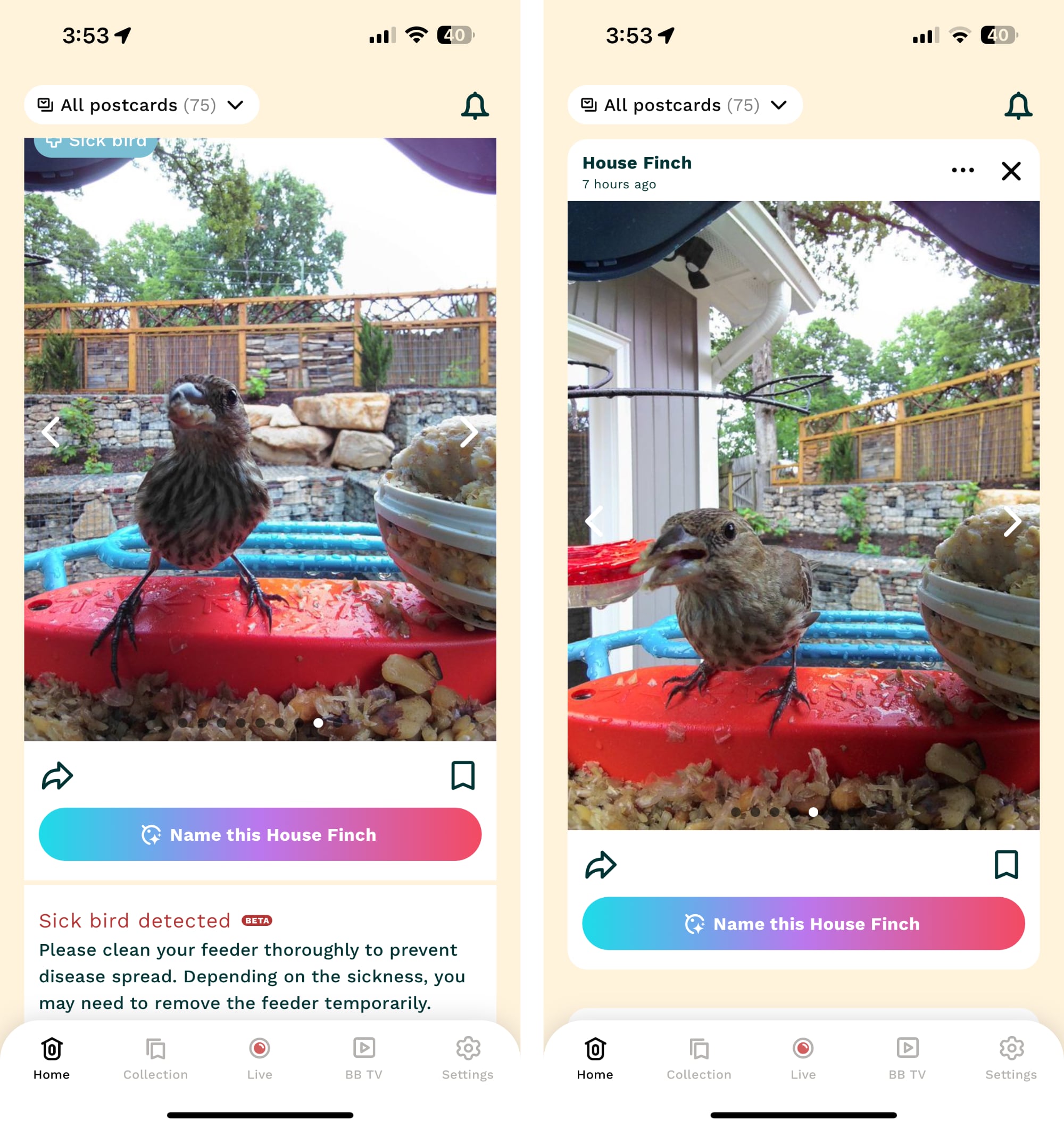 Bird Buddy – це весела підключена до iPhone розумна годівниця для птахів